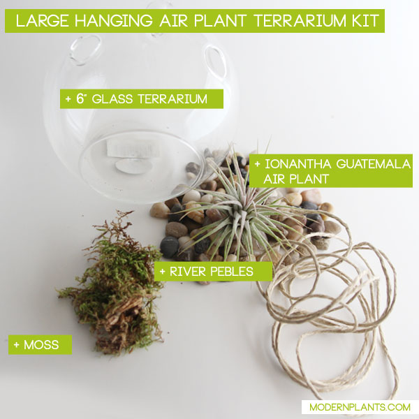 Air Plants Glass