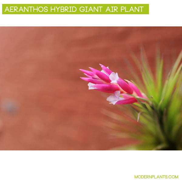 Aeranthos Hybrid Giant Air Plant