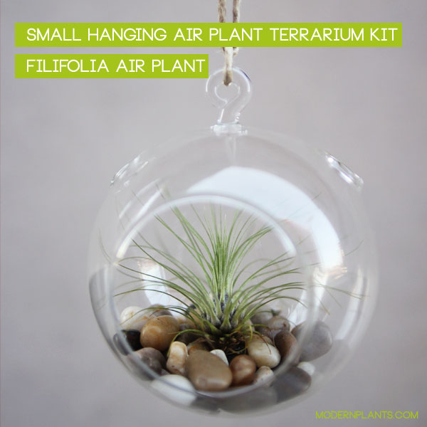 air plants in glass orbs