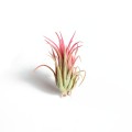 ionantha tall velvet air plant