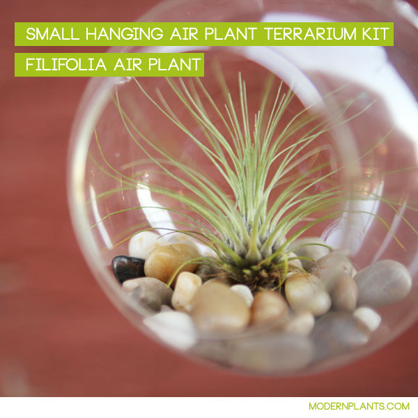 filifolia air plant hanging terrarium