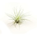 filifolia air plant