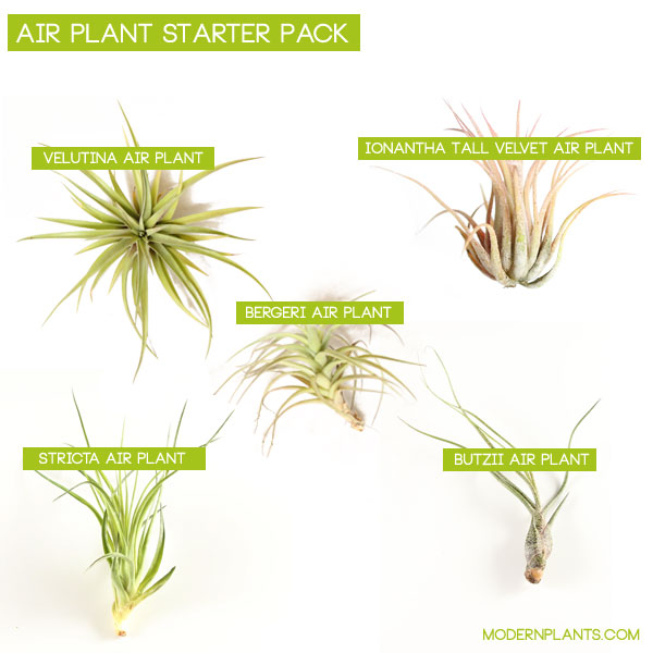 air plant