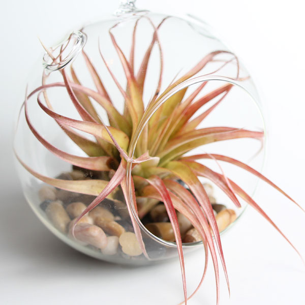 brachycaulos air plants for sale