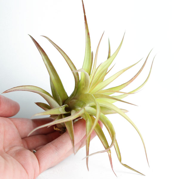 brachycaulos air plants online